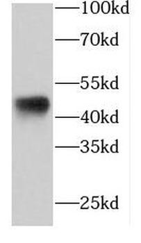 FKBPL Antibody