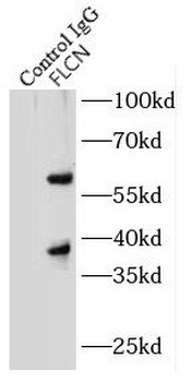 FLCN Antibody