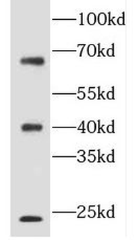 FLCN Antibody