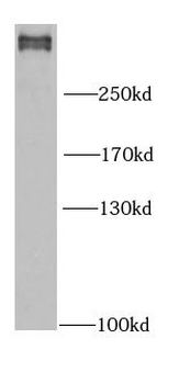 FLNB Antibody