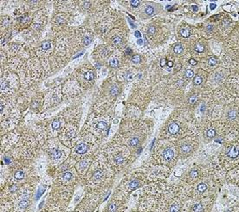 FLNB Antibody