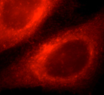 FLOT1 Antibody