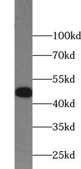 FLOT1 Antibody
