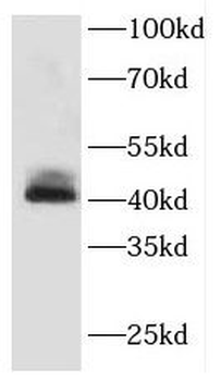 FLOT2 Rabbit Polyclonal Antibody