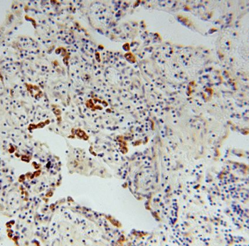 FMO2 Antibody