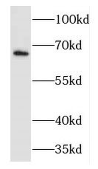 FMR1NB Antibody