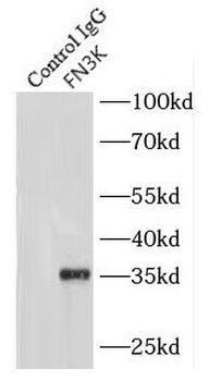 FN3K Antibody