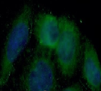 FOLR1 Antibody