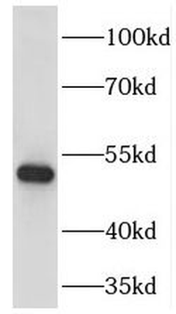 FOXA1 Antibody