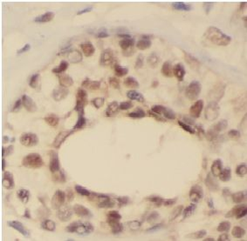 FOXA1 Antibody