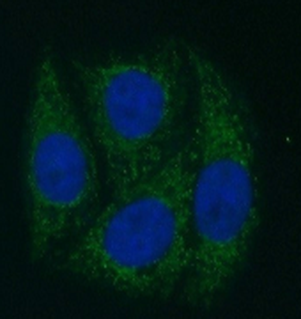 FOXA2 Antibody