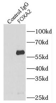 FOXA2 Antibody