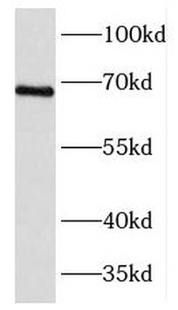 FOXJ3 Antibody