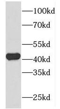 FOXQ1 Antibody