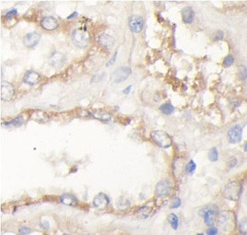 FZD2 Antibody