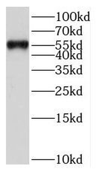 FRK Antibody