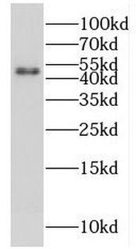 FSTL1 Antibody