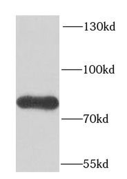 FUBP1 Antibody