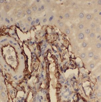 FUCA2 Antibody