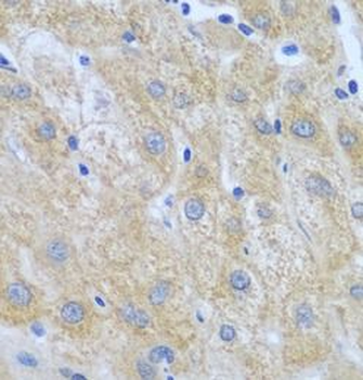 FURIN Antibody