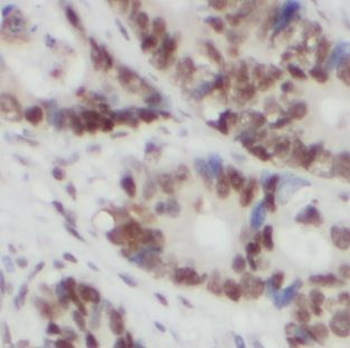 FUS Antibody