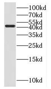 FUT10 Antibody