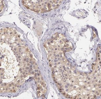 FUT11 Antibody