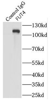 FUT4 Antibody