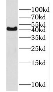 FUT7 Antibody