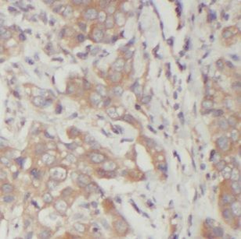 FUT8 Antibody