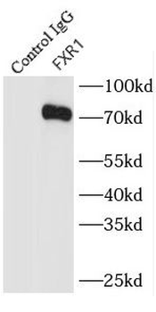 FXR1 Antibody