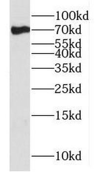 FXR1 Antibody