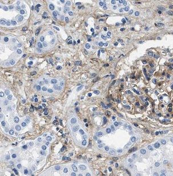 FXR1 Antibody