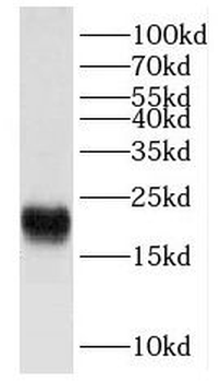 FXYD6 Antibody