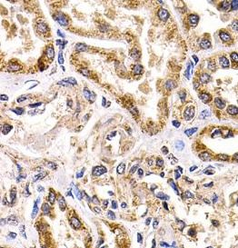 FZR1 Antibody