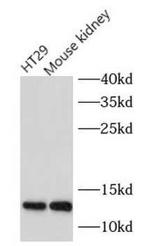 G0S2 Antibody