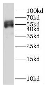 G6PD Antibody