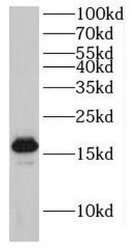 GABARAPL1 Antibody