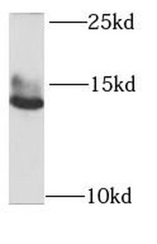 GABARAPL2 Antibody