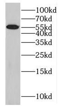 GABPA Antibody