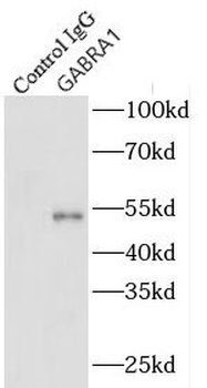 GABRA1 Antibody