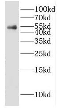 GABRA1 Antibody