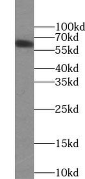 GABRD Antibody