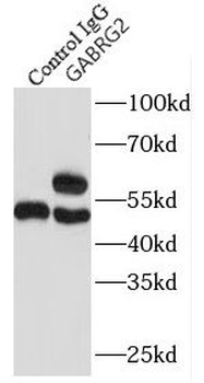 GABRG2 Rabbit Polyclonal Antibody