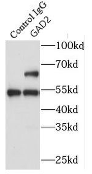 GAD2 Antibody