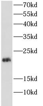 GADD45A Antibody