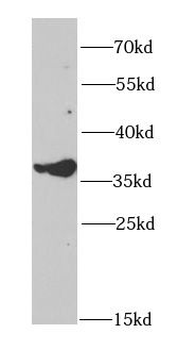 GALE Antibody