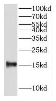LGALS2 Rabbit Polyclonal Antibody