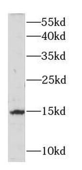 LGALS7 Antibody