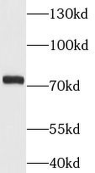 MCM3AP Antibody